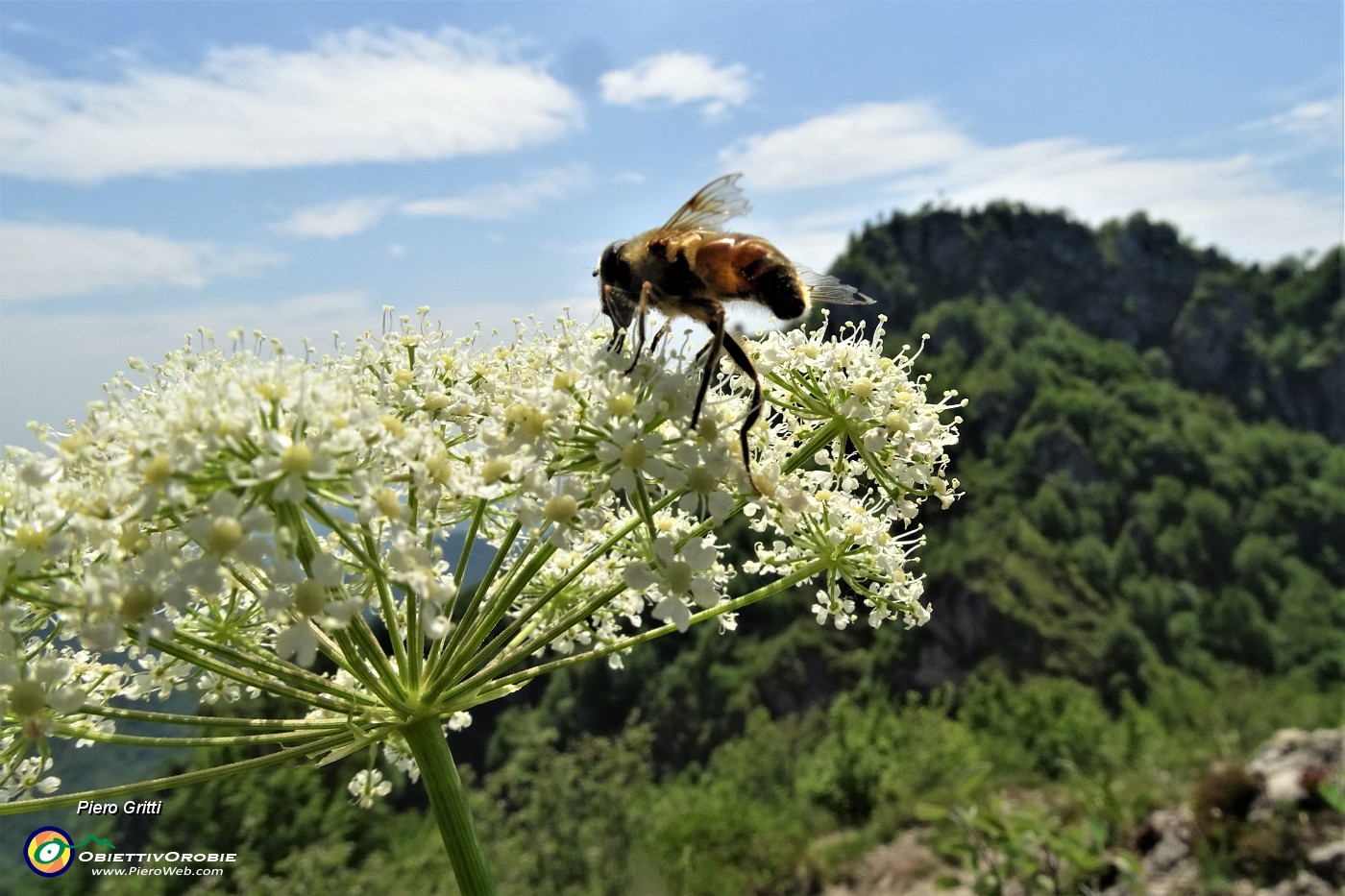 51 Ombrellifera con ape e vista in Filaressa.JPG